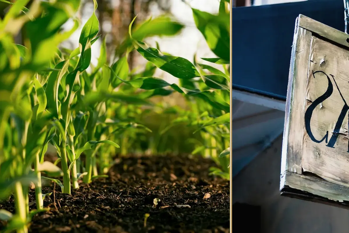 Diversifying into Renewable Energy on the Farm