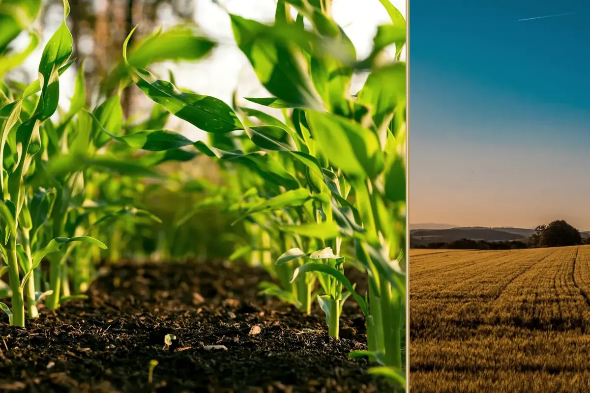 Machinery, the £2.5m Cap and Handing the Farm On practical finance considerations