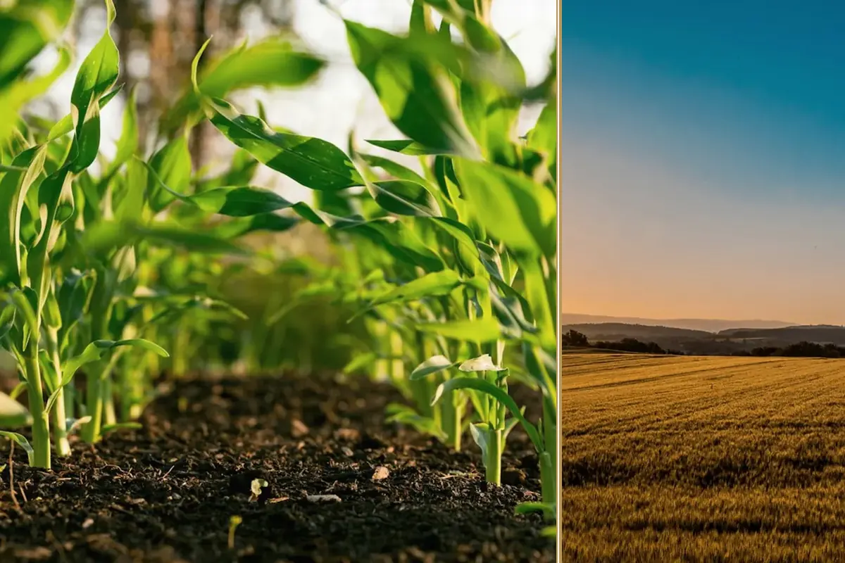 Replace or Repair? Making Smarter Machinery Decisions on the Farm